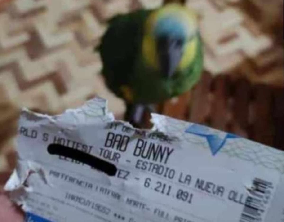 Loro se come boleto de una fan de Bad Bunny a pocos días del concierto