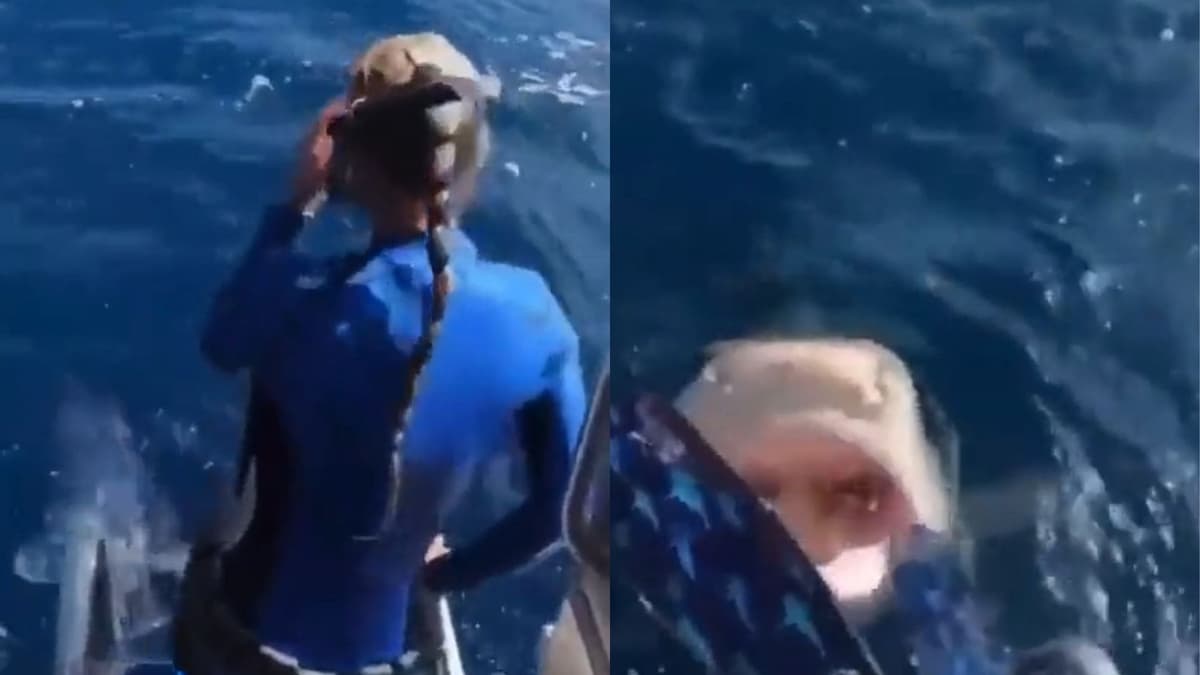 VIDEO: Científica casi se arroja por error a la boca de un tiburón