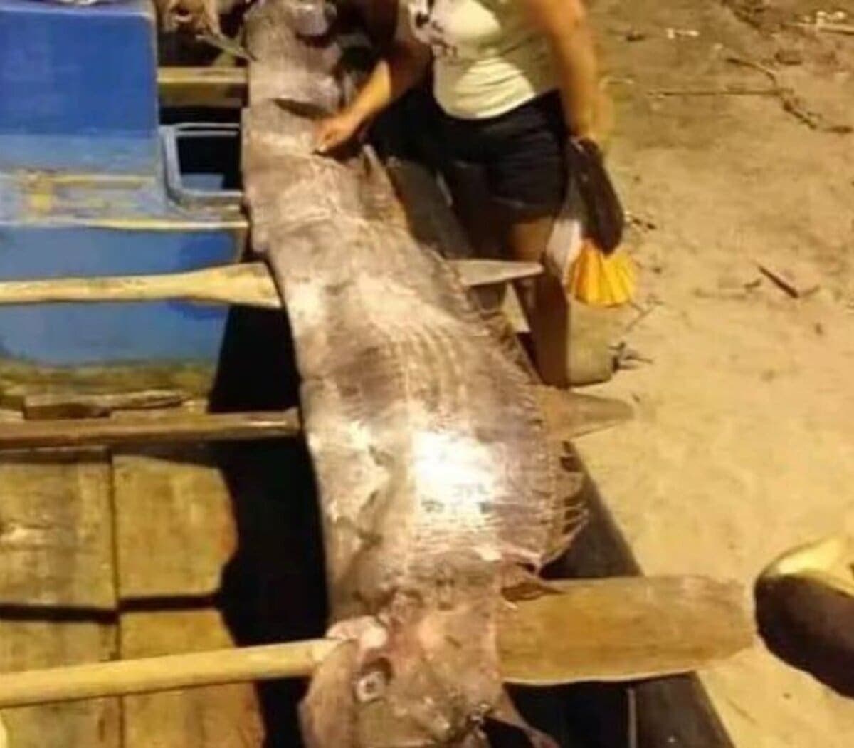 Encuentran muerto un enorme Pez Remo en una playa de Ecuador – VIDEOS