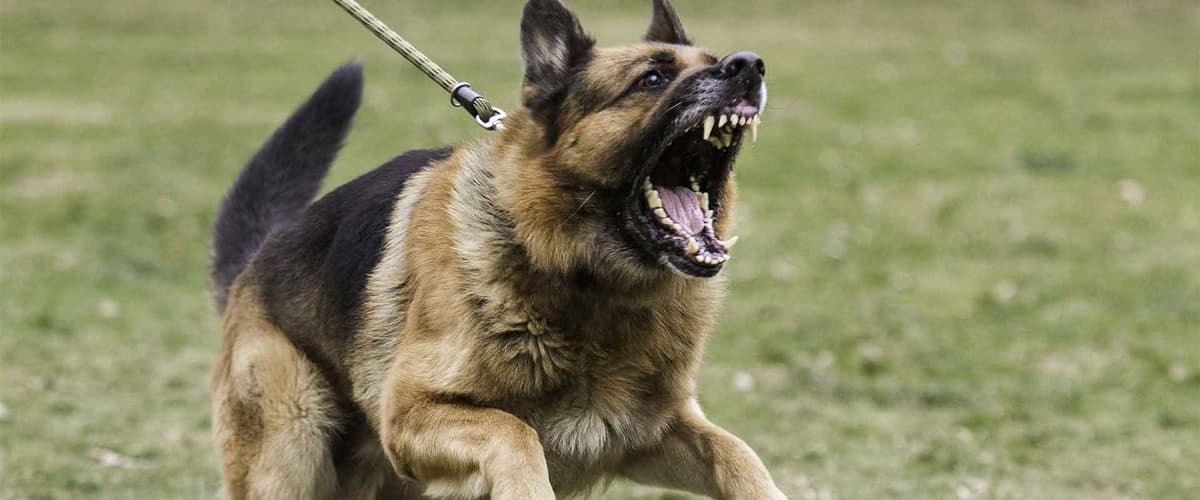 Niño de 6 años pierde la vida tras ser atacado por un perro en Zapopan