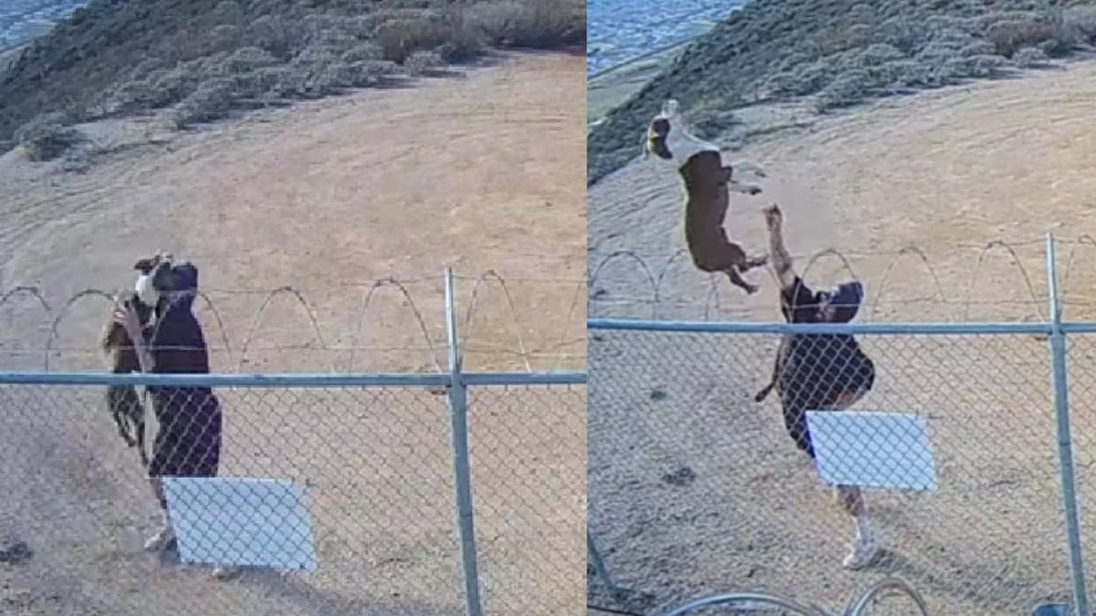 VIDEO: Hombre abandona a su perro arrojándolo sobre una reja con púas