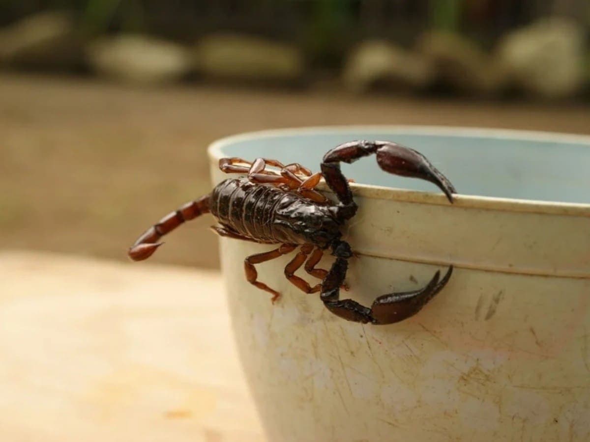 Descubren nueva especie de alacrán ‘peligroso’ en Sinaloa