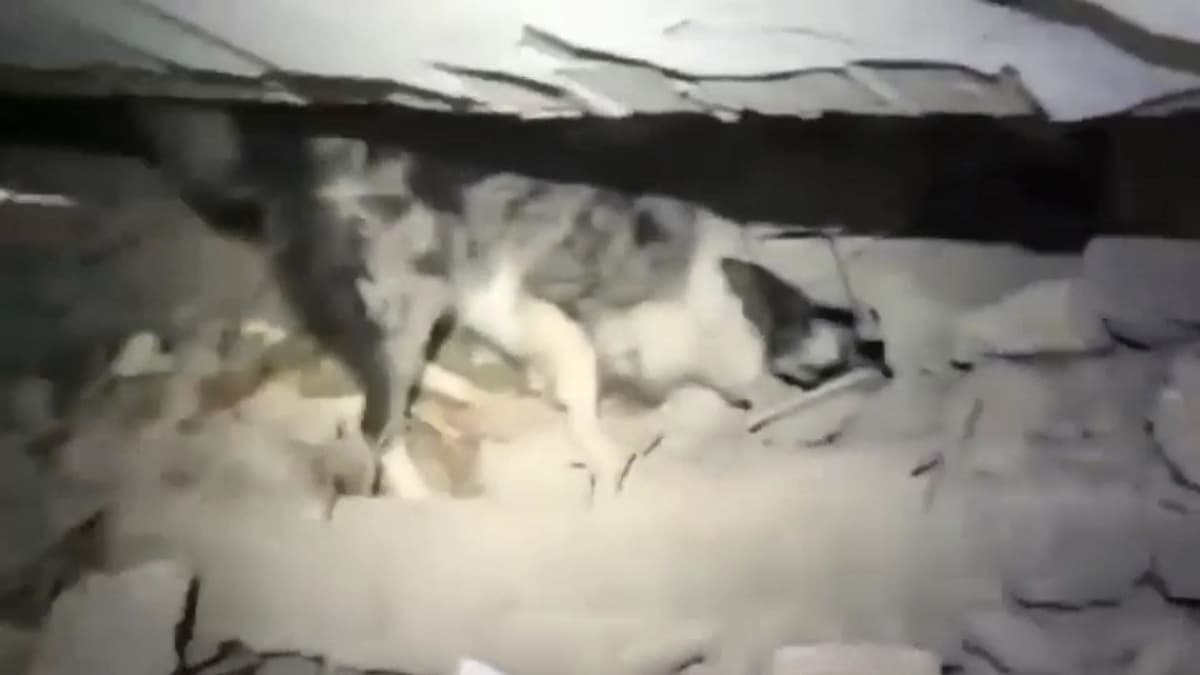 VIDEO: Perrito rescatista mexicano localiza a una persona bajo los escombros en Turquía