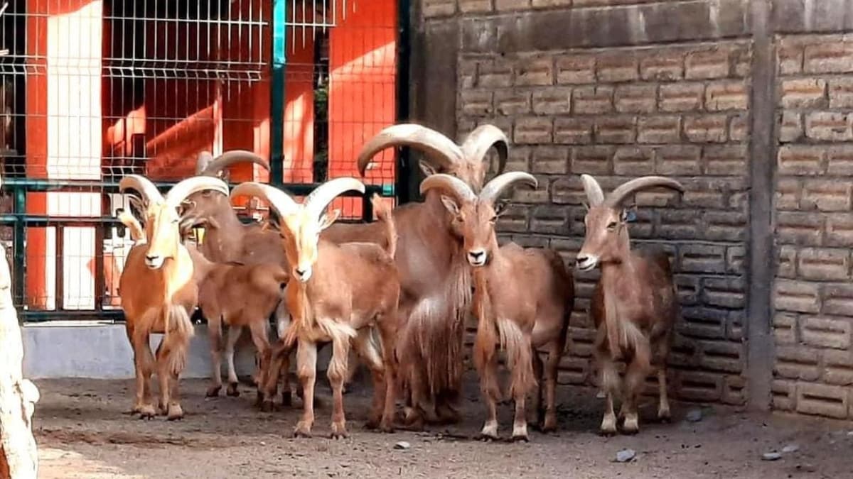Sacrificaron y cocinaron cabras del Zoológico de Chilpancingo: las 'comieron' en las posadas de diciembre
