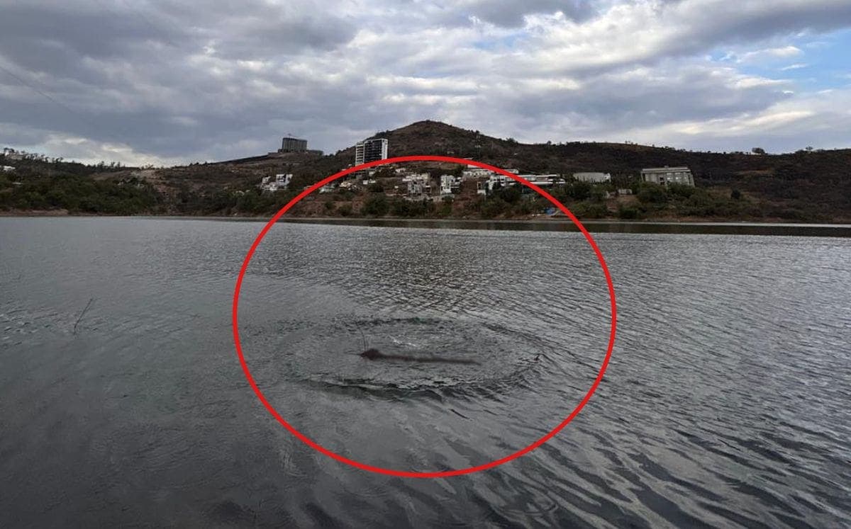 Vecinos de Atizapán en Edomex reportan avistamiento de un "monstruo" en la presa