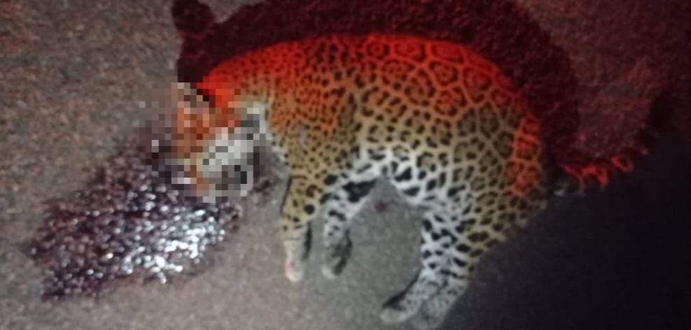 Atropellan a jaguar en la carretera 307 a la altura de Felipe Carrillo Puerto