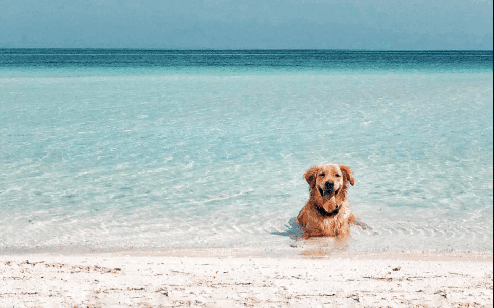 Juntan firmas para tener playa ‘Pet Friendly’ en la Colosio de Playa del Carmen