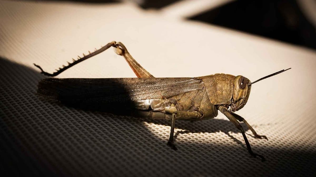 Mujer se hace viral por alimentar a su bebé con grillos