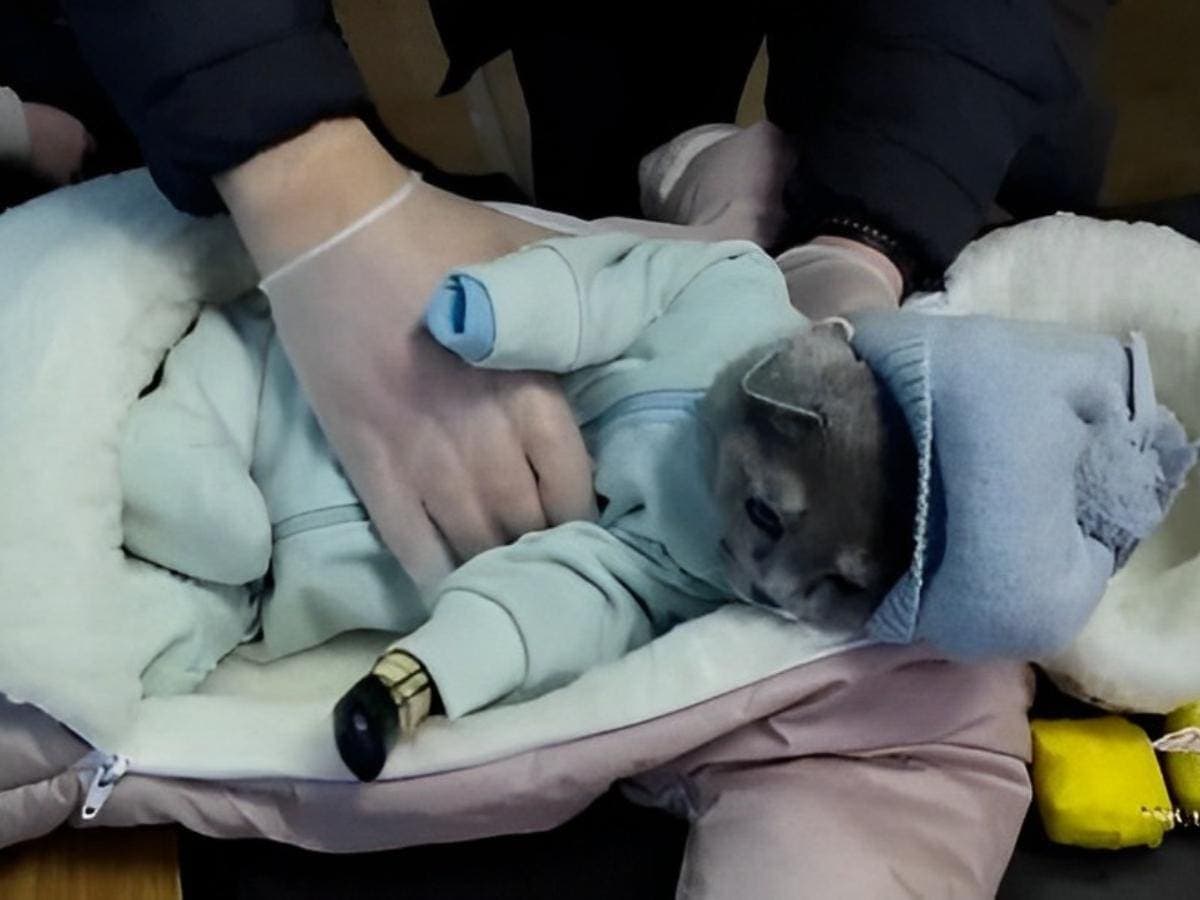 VIDEO: Detienen a mujer que llevaba a su gato disfrazado de bebé para ocultar drogas