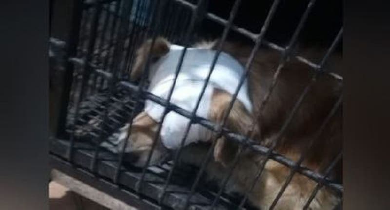 Exigen justicia para Zeus, perrito de Oaxaca al que un sujeto le quitó los ojos con un picahielo