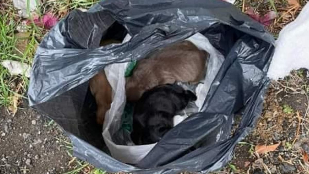 Video: Mujer tira en una bolsa a perritos recién nacidos en Tlalpan