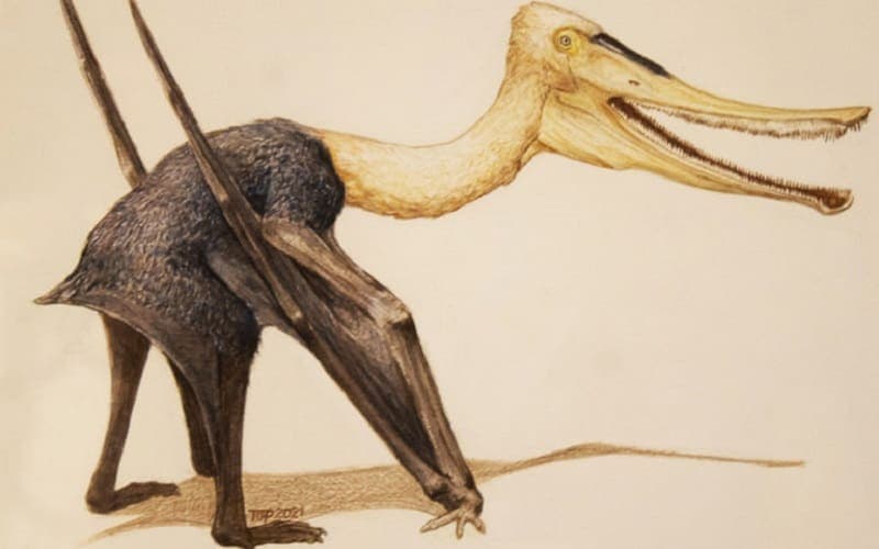 Paleontólogos hallan el primer dinosaurio troodóntido en México