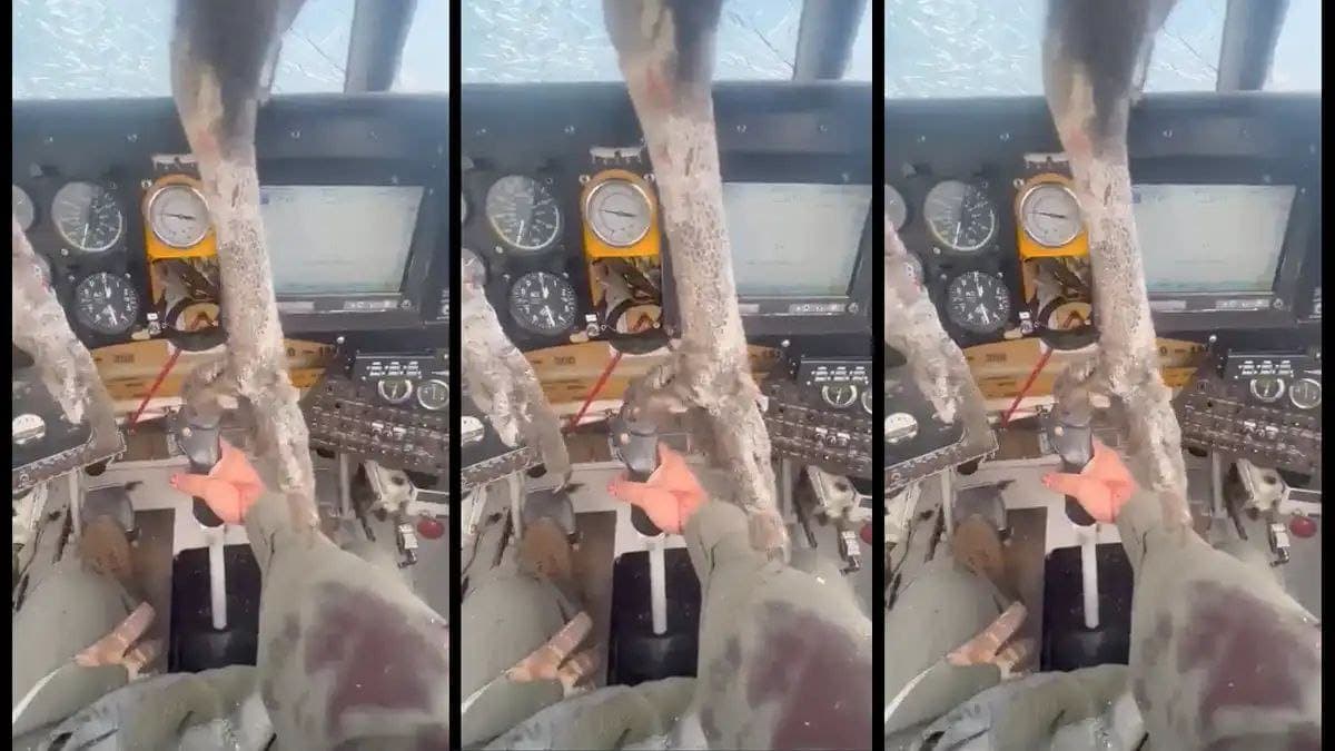 Video: Un ave enorme impacta y queda incrustada en una avioneta en pleno vuelo en Ecuador