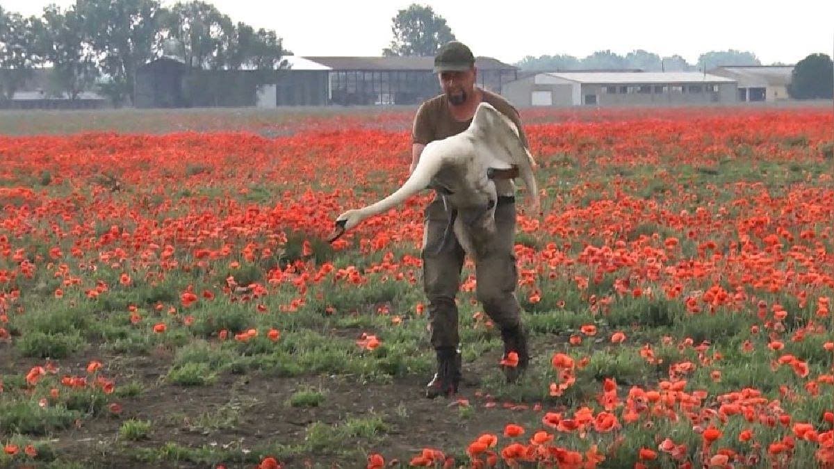 Video: Cisnes se vuelven adictos a las amapolas y los llevan a rehabilitación