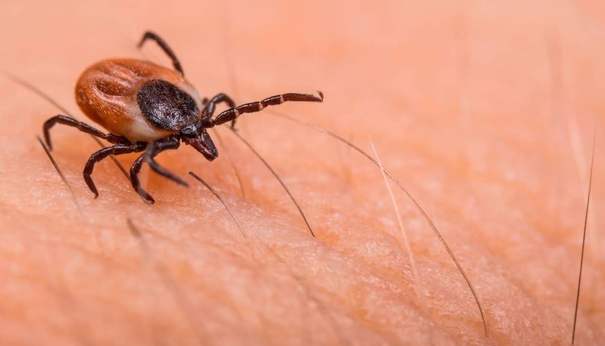 Fallece niña de dos años por rickettsias en Coahuila