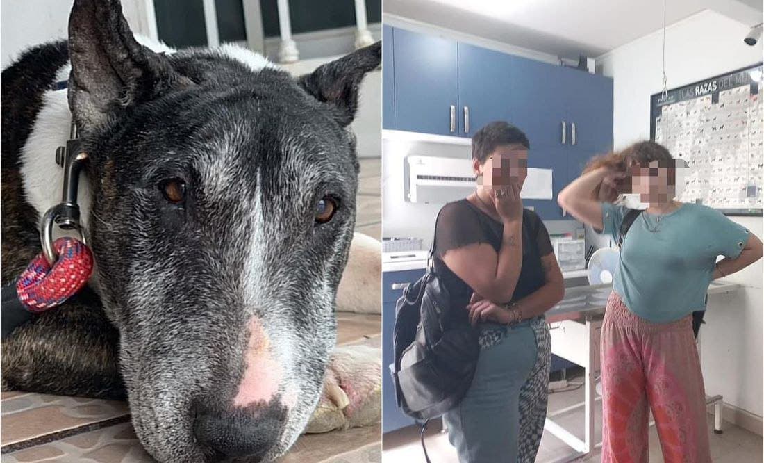 Justicia para “Tai”, mujeres roban perro y lo sacrifican en San Luis Potosí