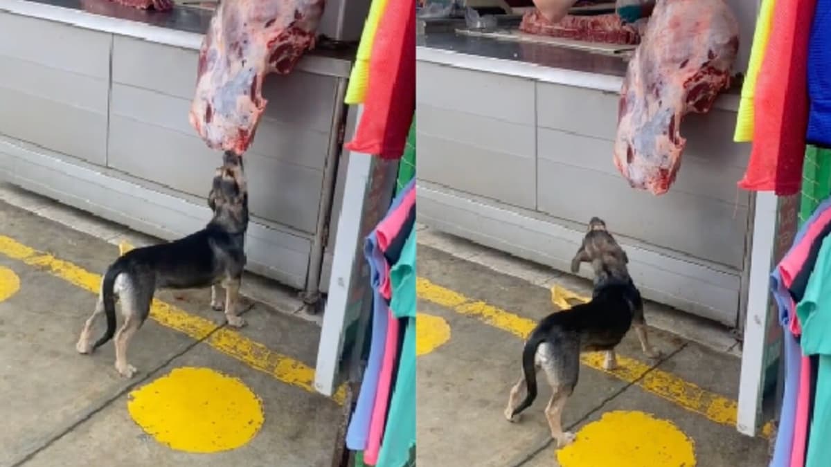VIDEO: Captan a perrito ratero "comiendo gratis" en una carnicería