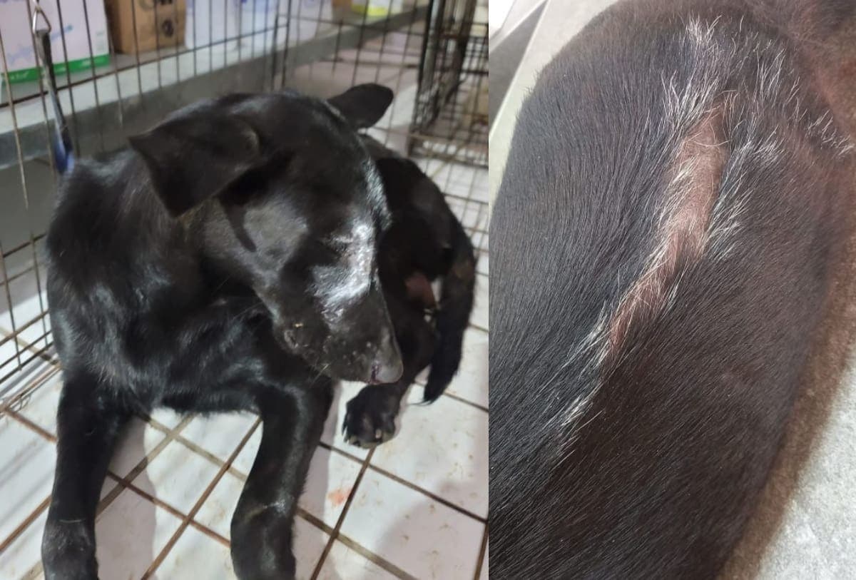 Buscan a agresor que le clavó cuchillo en el ojo a una perrita en Sonora