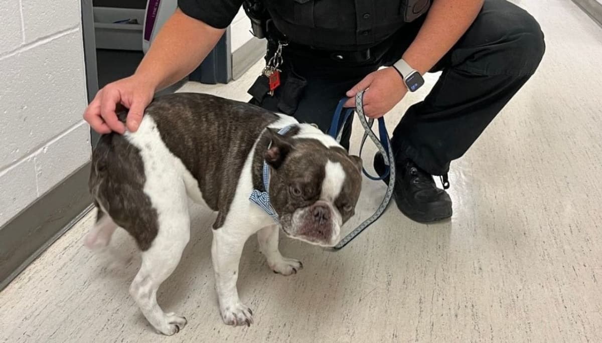 Hombre abandona a su perrito porque no podían viajar juntos en el avión