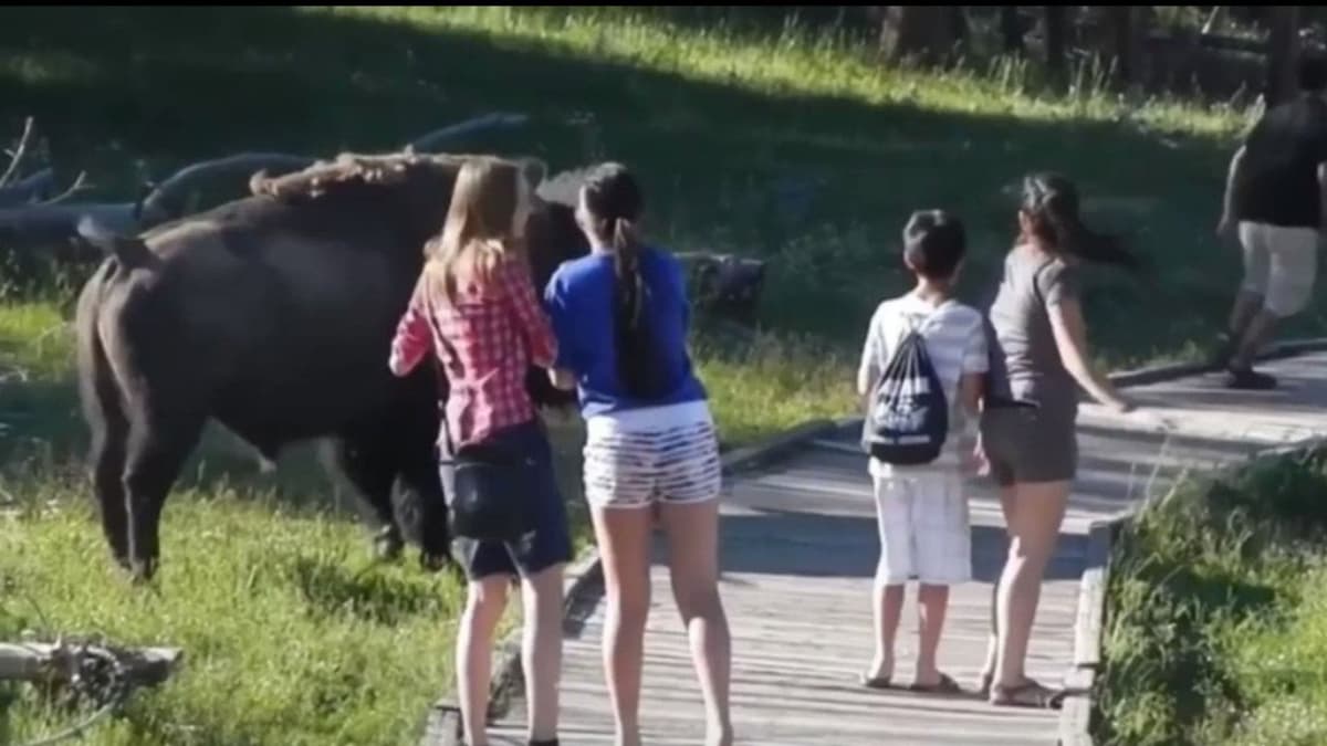 VIDEO: Bisonte hace correr a un grupo de turistas en el Parque Nacional de Yellowstone