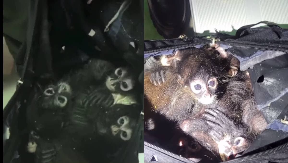 Rescatan a 7 monos araña en la frontera de Texas; los llevaban en una mochila