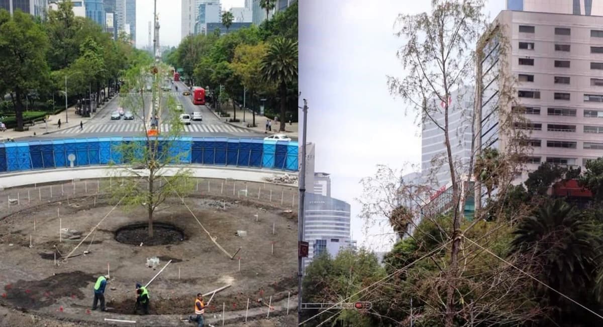 Reportan que segundo ahuehuete de Reforma también está muriendo