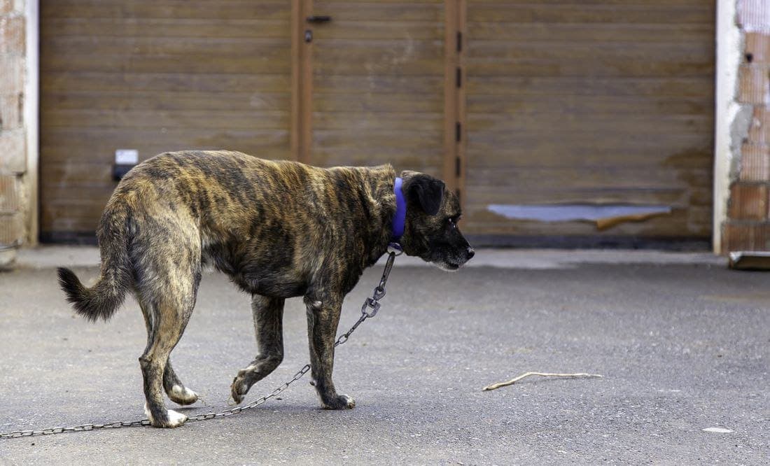 Arrestan a supuesta rescatista de animales por maltratar y tener perros muertos en el congelador