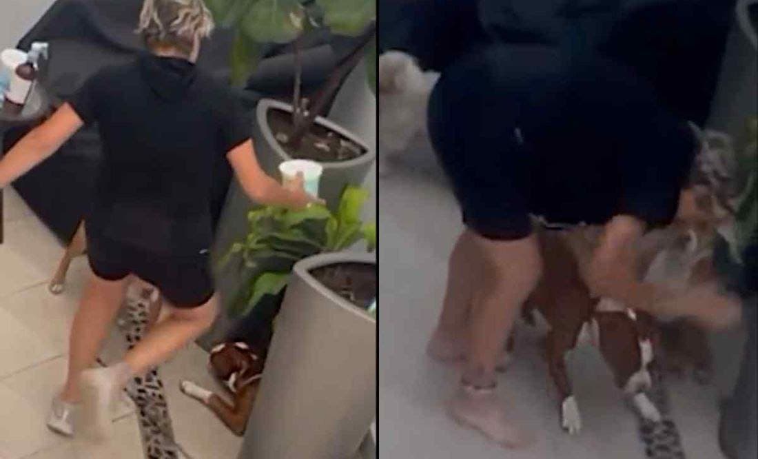 Rescatan a 2 pitbull que eran golpeados por una mujer en CDMX