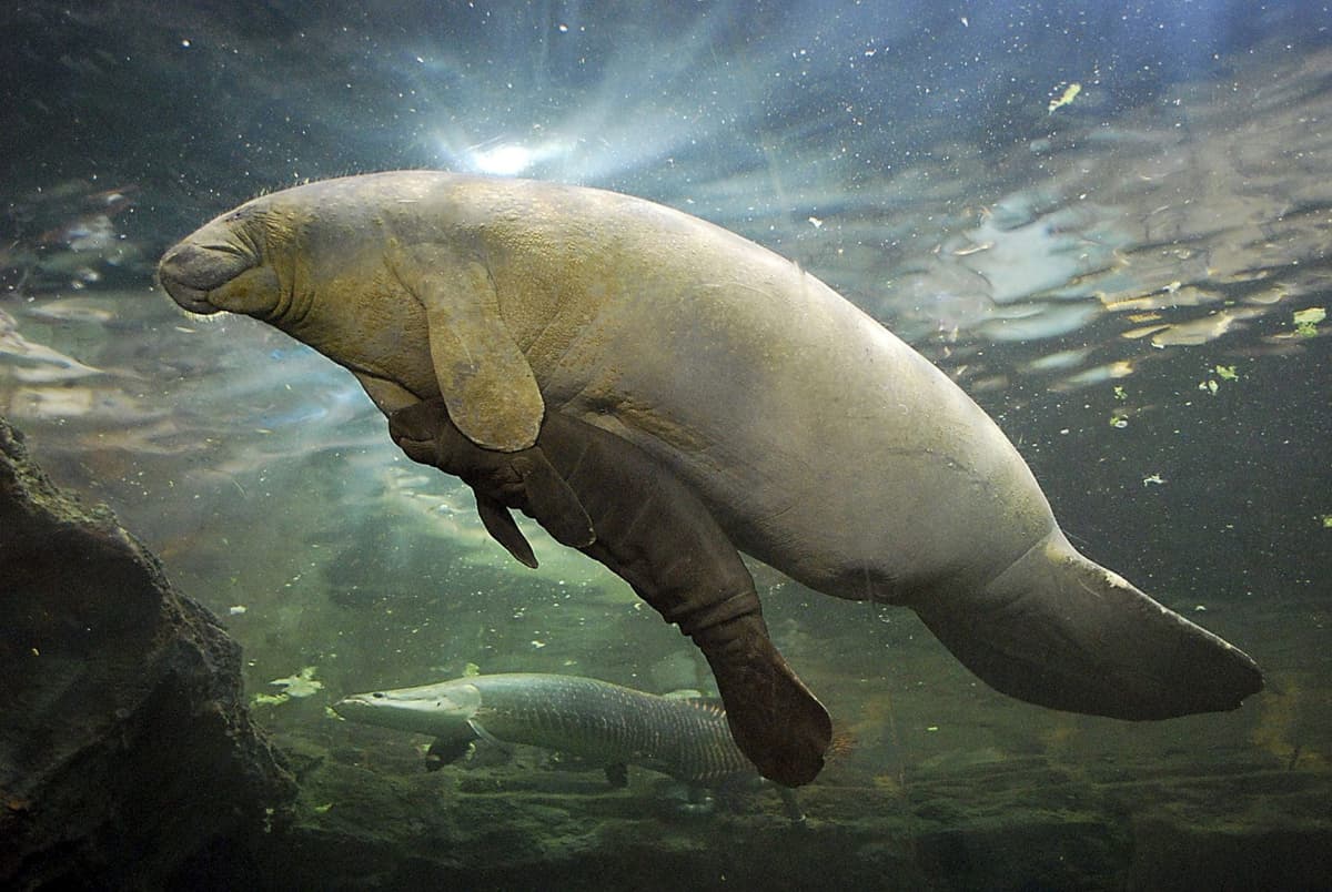 Autoridades ambientales localizan sin vida a un manatí en la Bahía de Chetumal