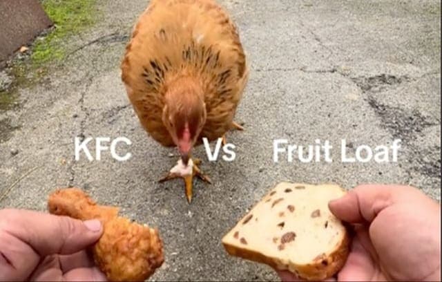 VIDEO: Gallina "caníbal" causa sensación en TikTok al preferir un pollo KFC que pan