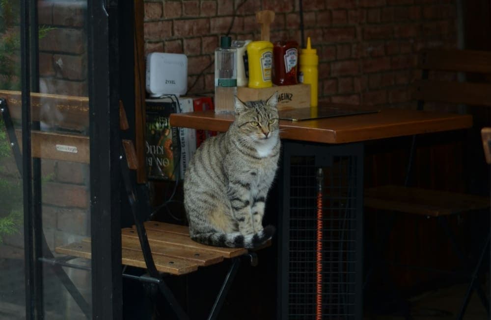 Critican a mujer que se quejó de la presencia de gatos en un restaurante