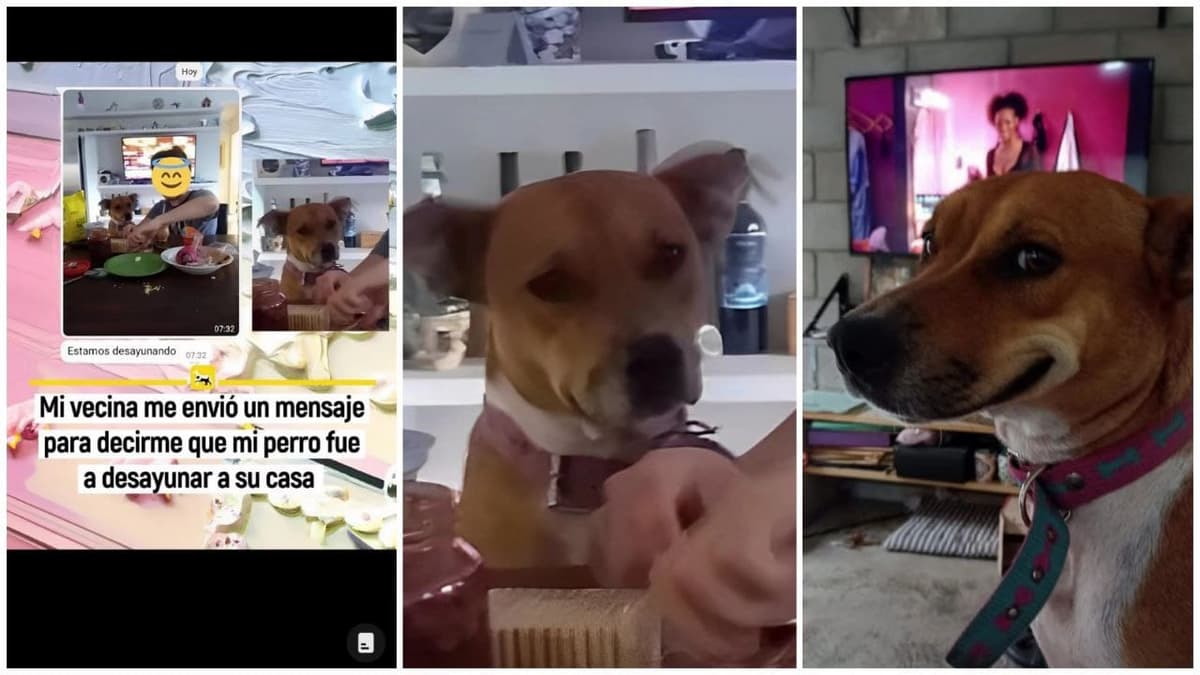 Video: Perrito se escapa de casa para ir a desayunar con la vecina