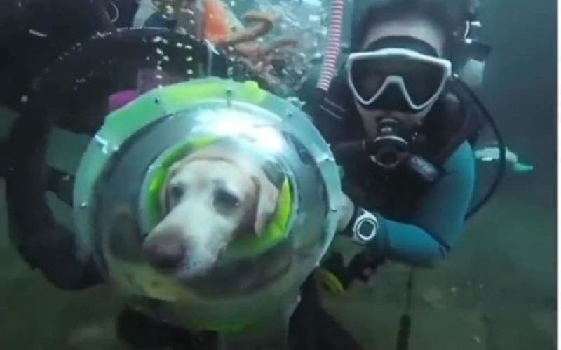 El video de un perro buceando se hace viral y provoca polémica