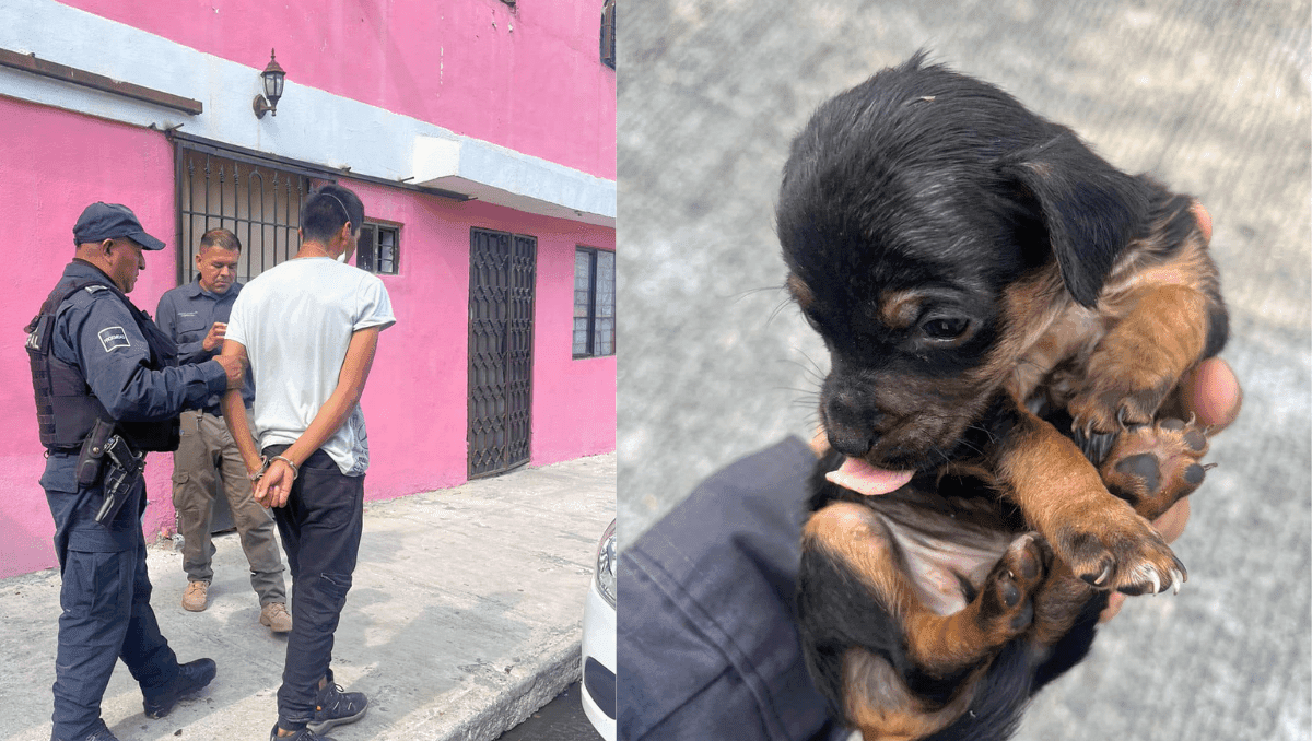 Arrestan a sujeto que vendía cachorros de forma clandestina por Facebook en Escobedo, Nuevo León