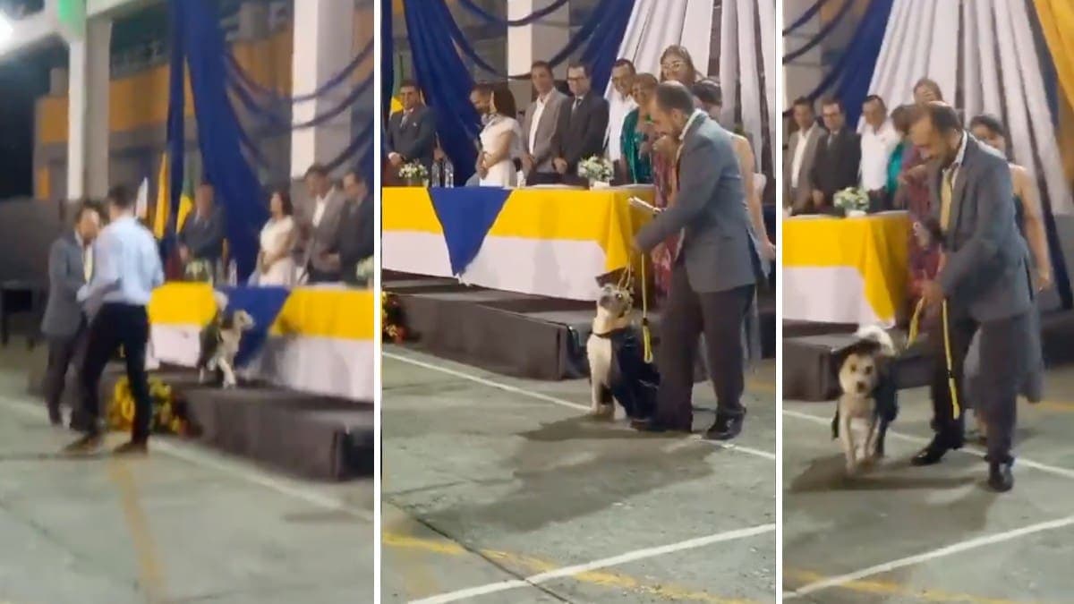Video: Perrita "se gradúa" del colegio y conmueve a redes