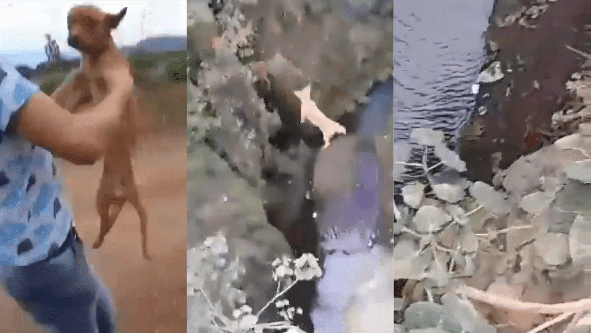 Video: Lanzan a perrito desde un puente en Michoacán; le disparan con una pistola de balines