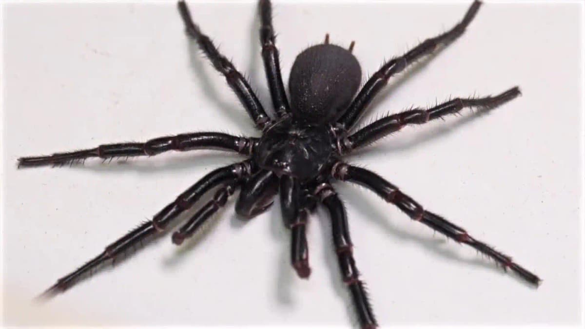 La araña más grande y venenosa del mundo fue encontrada en Australia