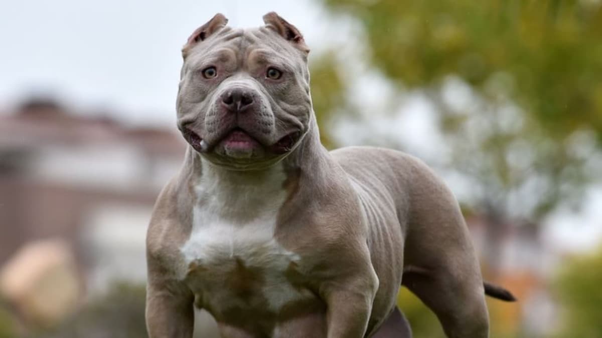 Reino Unido sacrificará a la raza de perros American Bully XL tras su prohibición