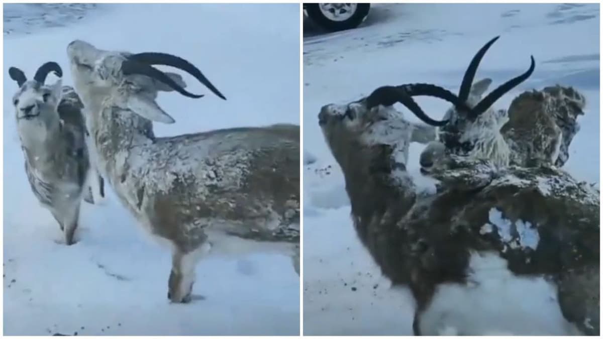 Video: Los animales de Noruega se están congelando por el frío extremo