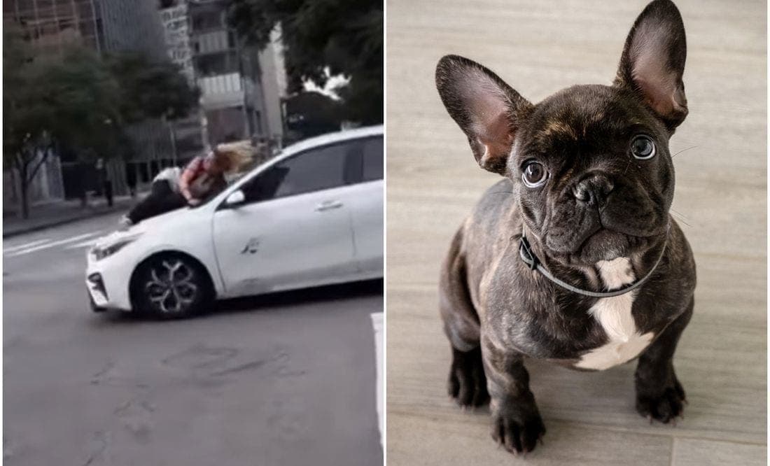 VIDEO: Mujer se aferra a auto de ladrones para evitar que se lleven a su bulldog francés