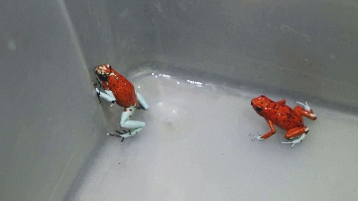 Arrestan a mujer que llevaba 130 ranas venenosas en su equipaje