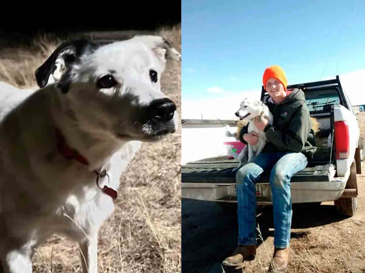 Perrito perdido hace 4 años es encontrado por su dueño a miles de kilómetros de distancia