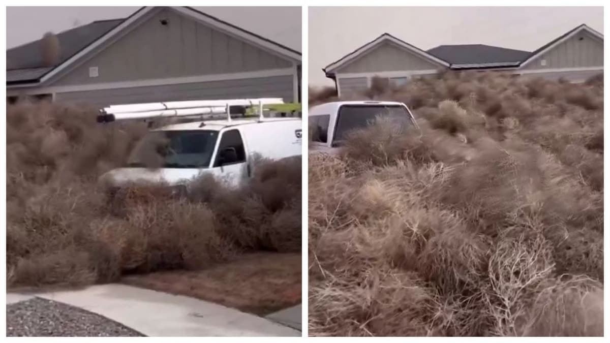 Video: Miles de plantas rodadoras invadieron una ciudad de Estados Unidos