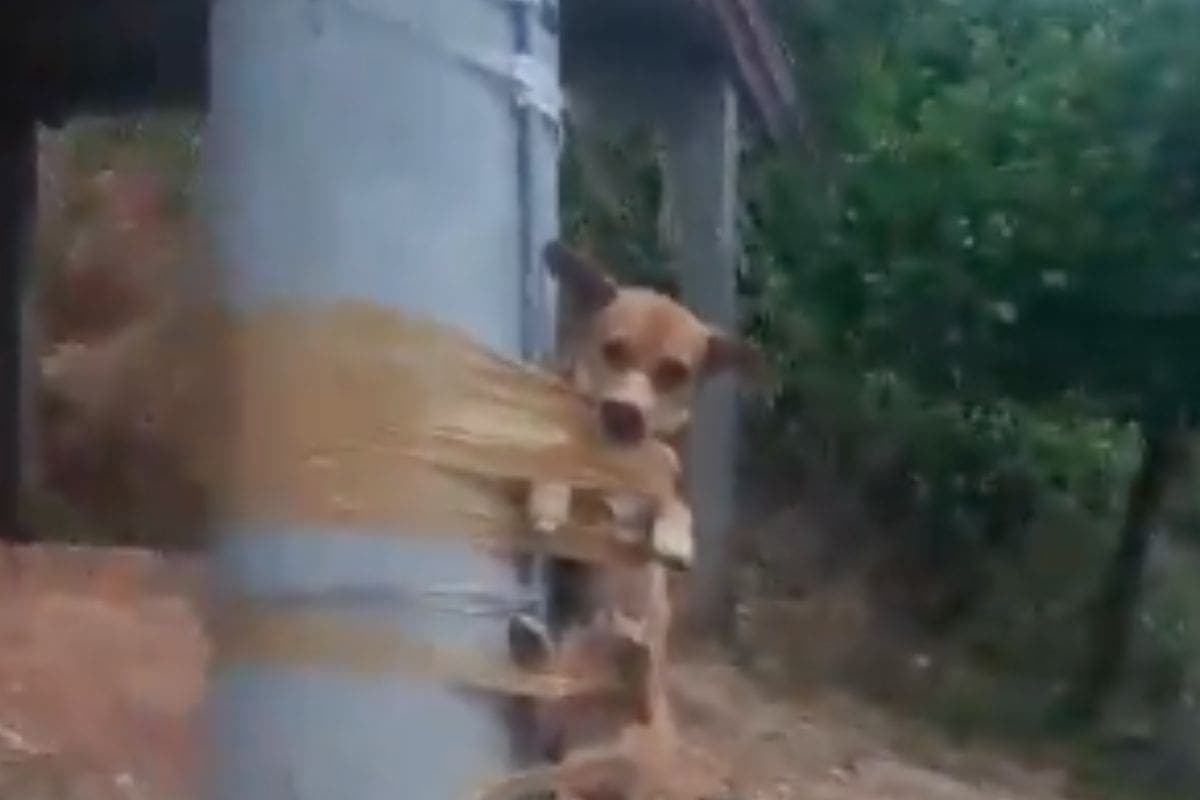 VIDEO: Sujeto amarra con cinta a perro de su vecina que le ensuciaba su casa