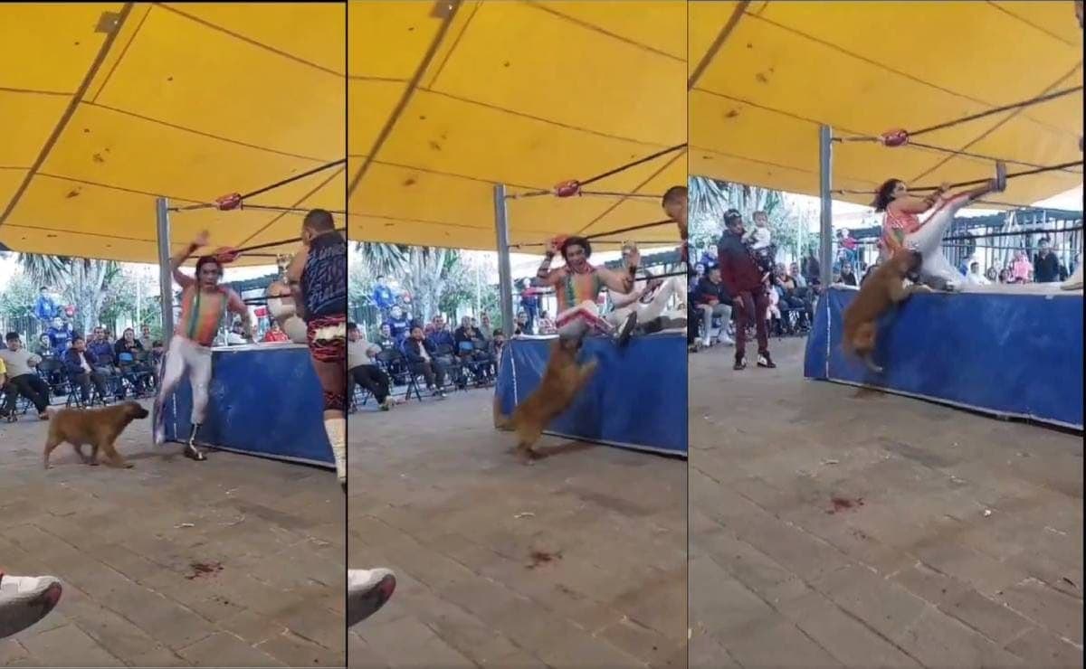 VIDEO: Perro se roba el show luego de morder a luchador en una función callejera