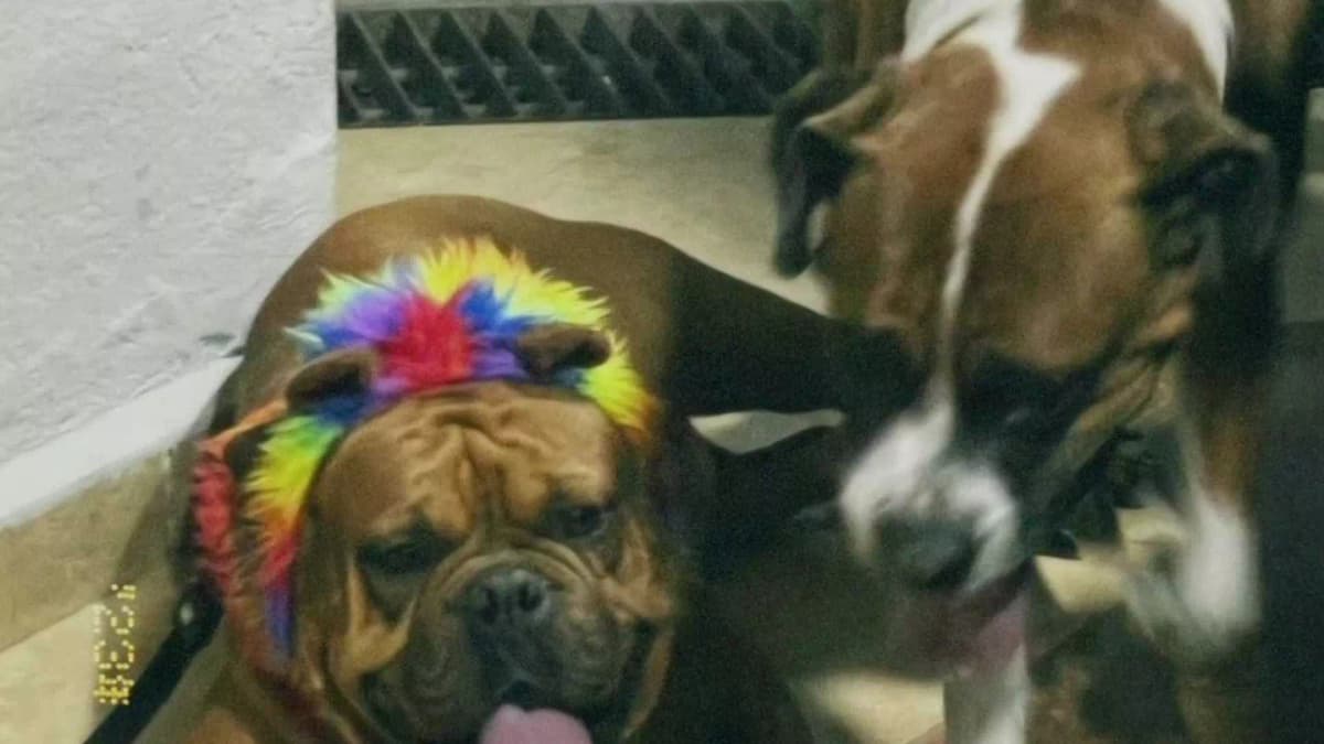 Denuncian asesinato de Nala y Tango en guardería para perros en Xochimilco