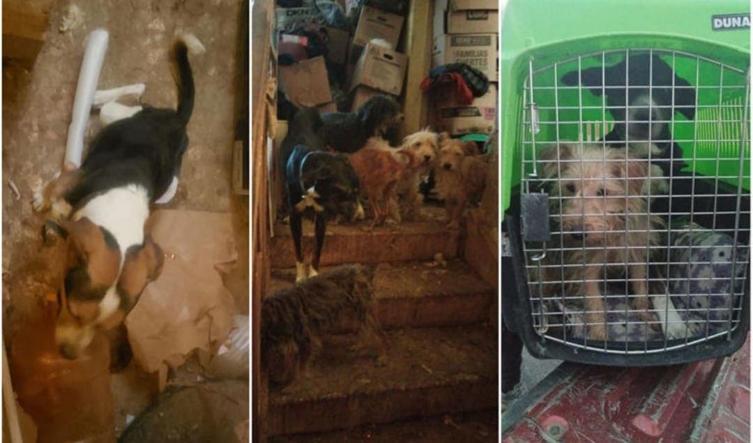 Detenida por maltrato animal; tenía 27 perros en condiciones deplorables en Edomex