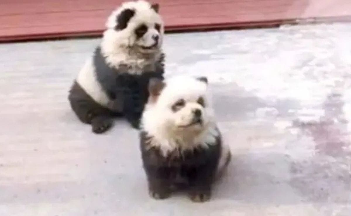 VIDEO: Zoológico en China desata polémica por pintar perros como pandas