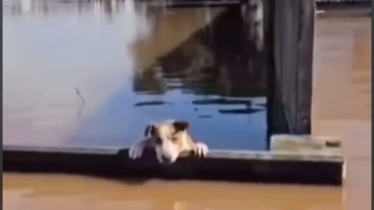 VIDEO: Rescatan a perrito a punto de ahogarse durante las inundaciones en Brasil