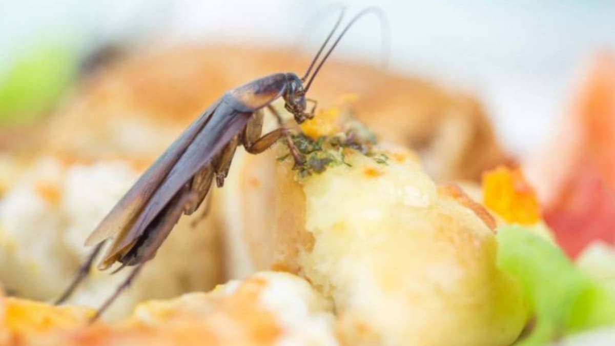 VIDEO: Joven halla una cucaracha en su pescado frito en marisquería de Oaxaca